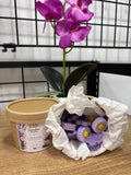 Wax Melt Lavanda & Manzanilla 💜